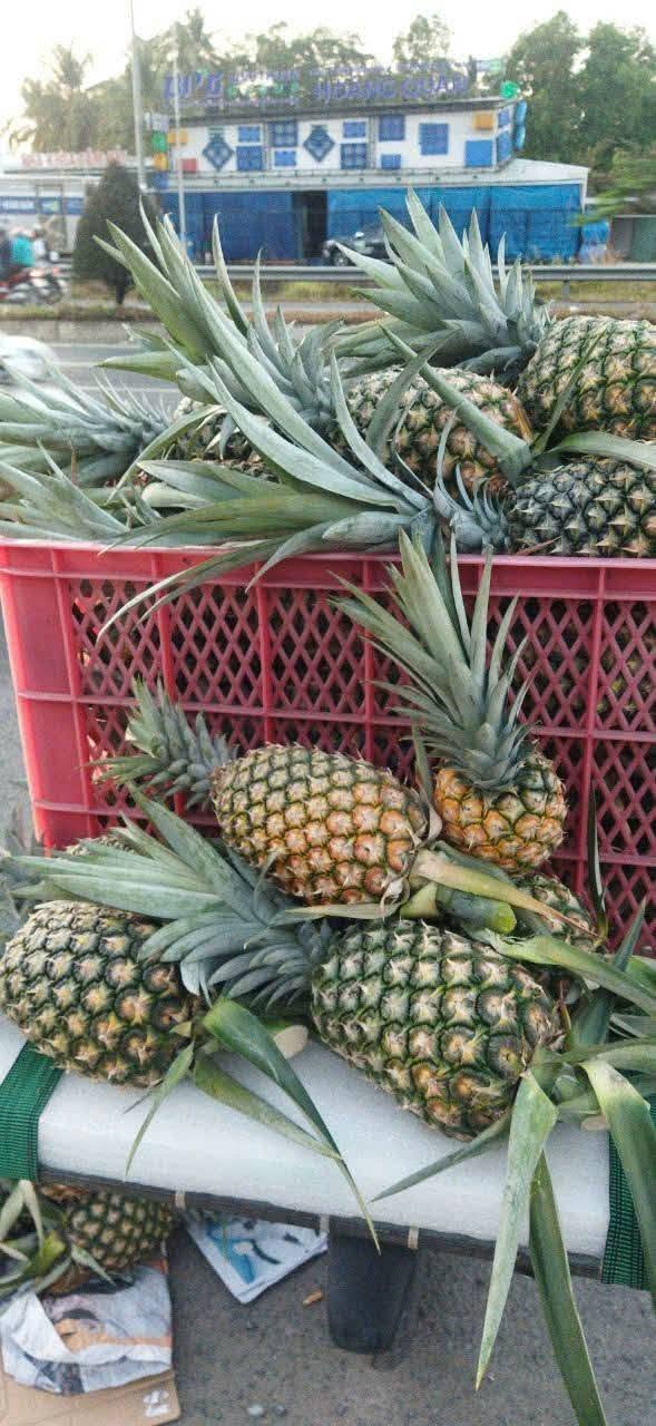 PREMIUM FRESH NATURAL PINEAPPLE – VIETNAM | SELECTED GOLDEN-YELLOW TROPICAL FRUIT 3