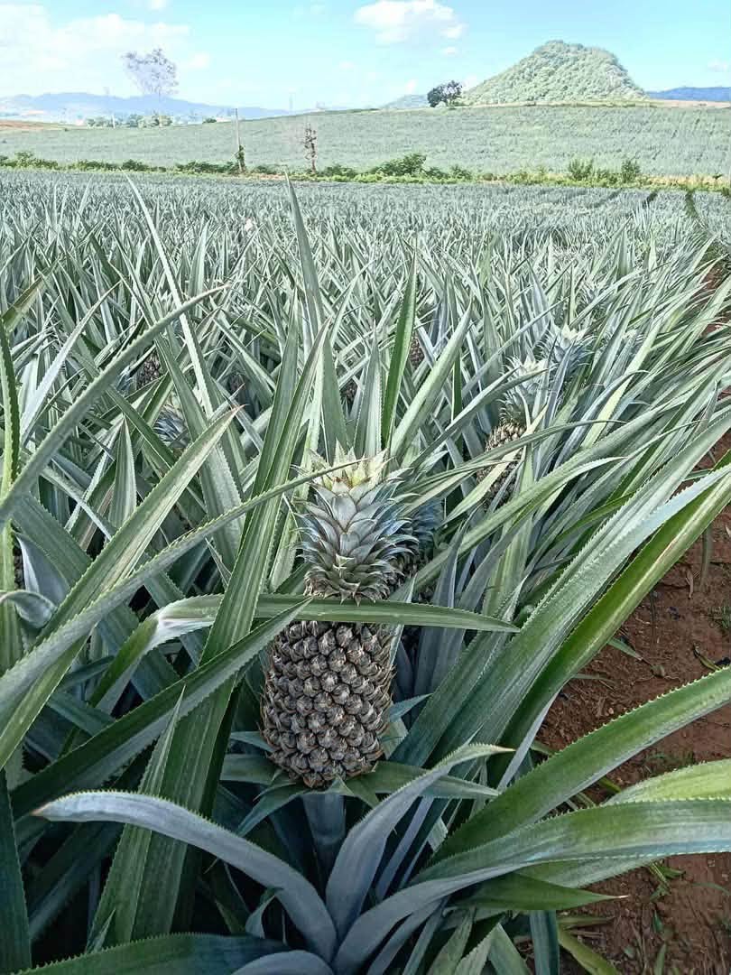PREMIUM FRESH NATURAL PINEAPPLE – VIETNAM | SELECTED GOLDEN-YELLOW TROPICAL FRUIT 4
