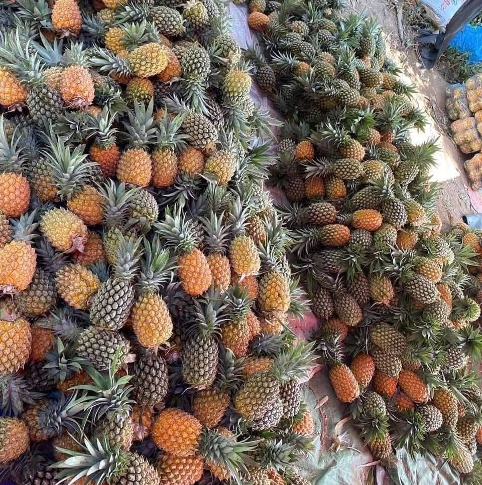 QUANG NAM PINEAPPLE – VIETNAM | FRESH TROPICAL FRUIT FOR WHOLESALE & EXPORT