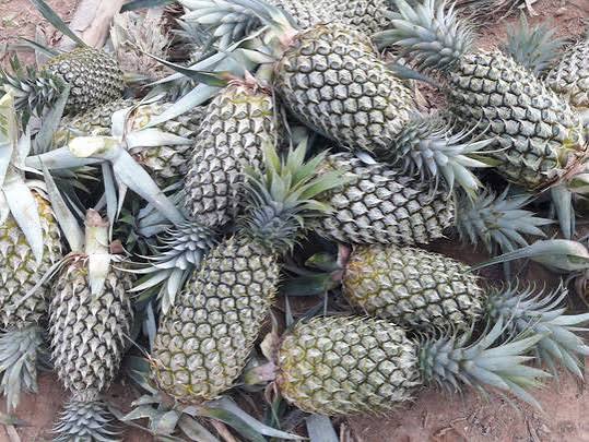 QUANG NAM PINEAPPLE – VIETNAM | FRESH TROPICAL FRUIT FOR WHOLESALE & EXPORT 2