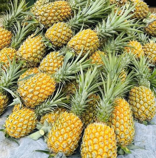 QUANG NINH PINEAPPLE – VIETNAM | FRESH TROPICAL FRUIT FOR WHOLESALE & EXPORT