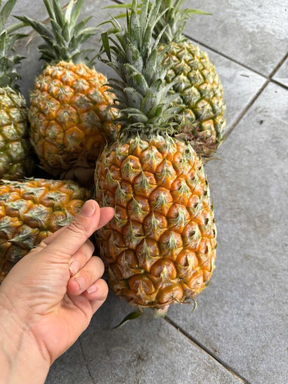 QUANG NINH PINEAPPLE – VIETNAM | FRESH TROPICAL FRUIT FOR WHOLESALE & EXPORT 2