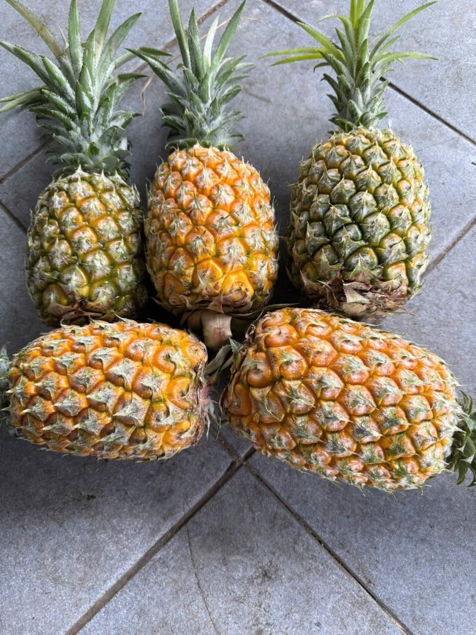 QUANG NINH PINEAPPLE – VIETNAM | FRESH TROPICAL FRUIT FOR WHOLESALE & EXPORT 3
