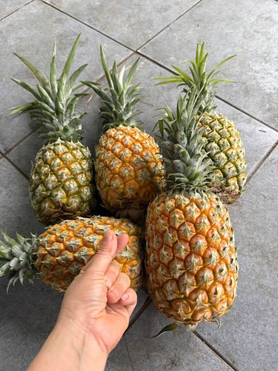 QUANG NINH PINEAPPLE – VIETNAM | FRESH TROPICAL FRUIT FOR WHOLESALE & EXPORT 4