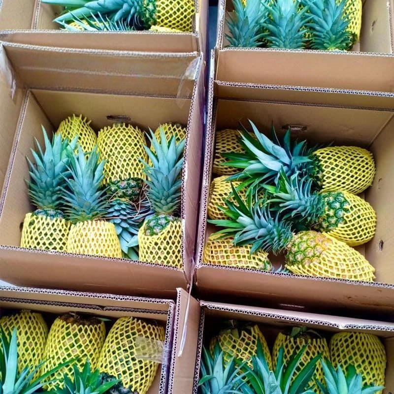 FRESH PINEAPPLE (ANANAS COMOSUS) – VIETNAM | NATURALLY SWEET TROPICAL FRUIT FOR WHOLESALE & EXPORT