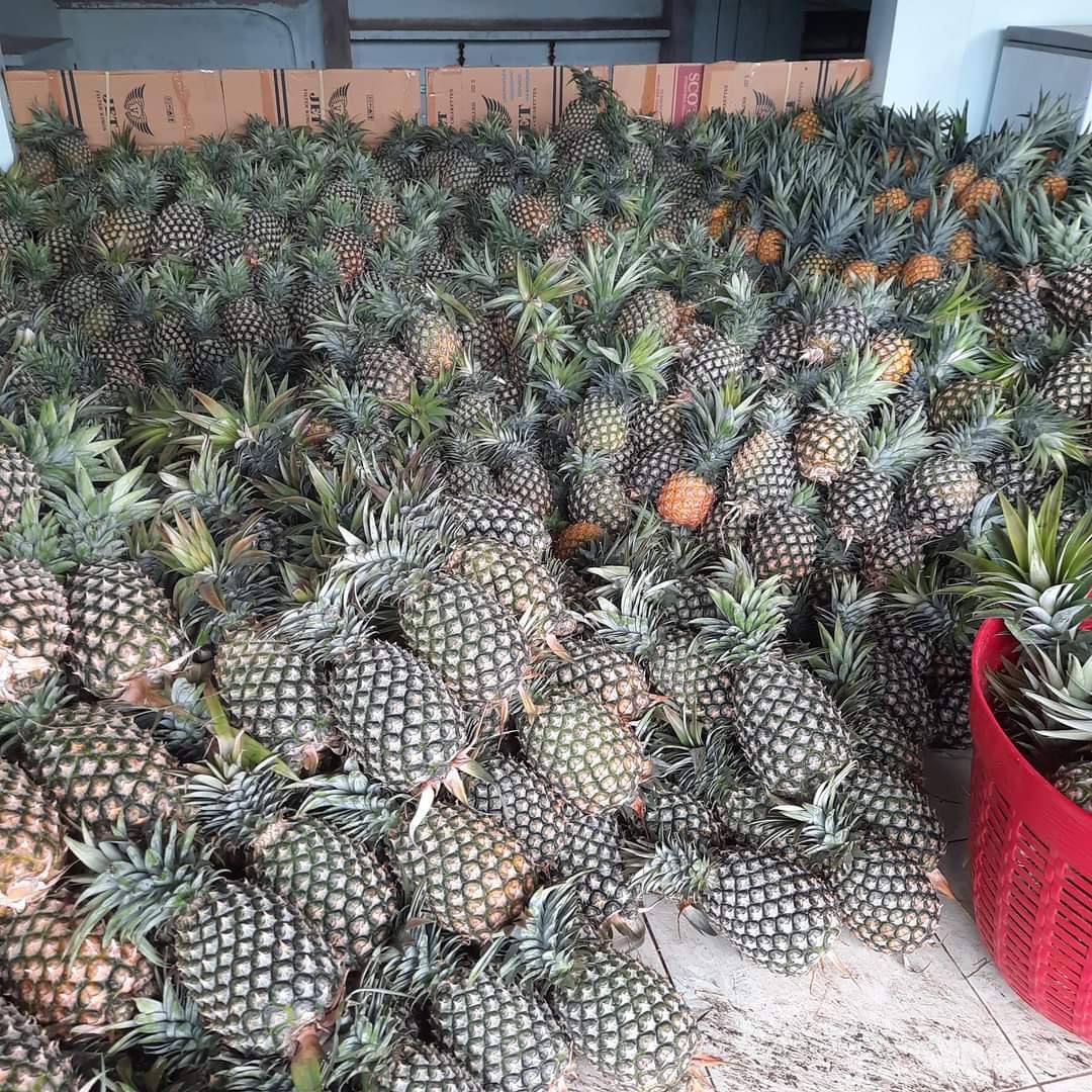 FRESH PINEAPPLE (ANANAS COMOSUS) – VIETNAM | NATURALLY SWEET TROPICAL FRUIT FOR WHOLESALE & EXPORT 2