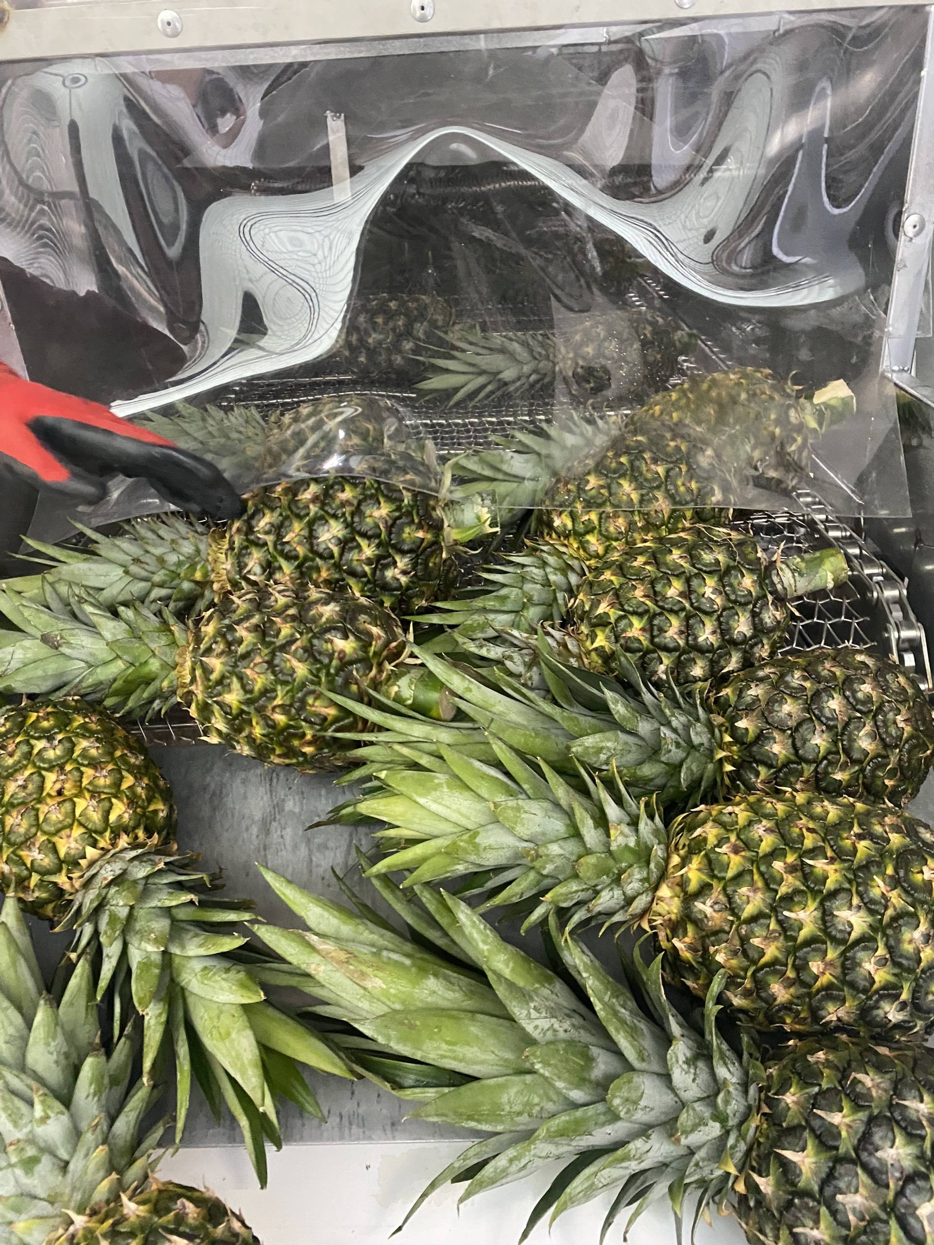 FRESH PINEAPPLE (ANANAS COMOSUS) – VIETNAM | NATURALLY SWEET TROPICAL FRUIT FOR WHOLESALE & EXPORT 3