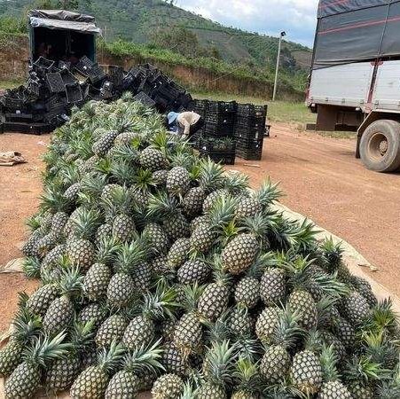 FRESH MD2 PINEAPPLE – VIETNAM | NATURALLY SWEET TROPICAL FRUIT FOR GLOBAL MARKETS