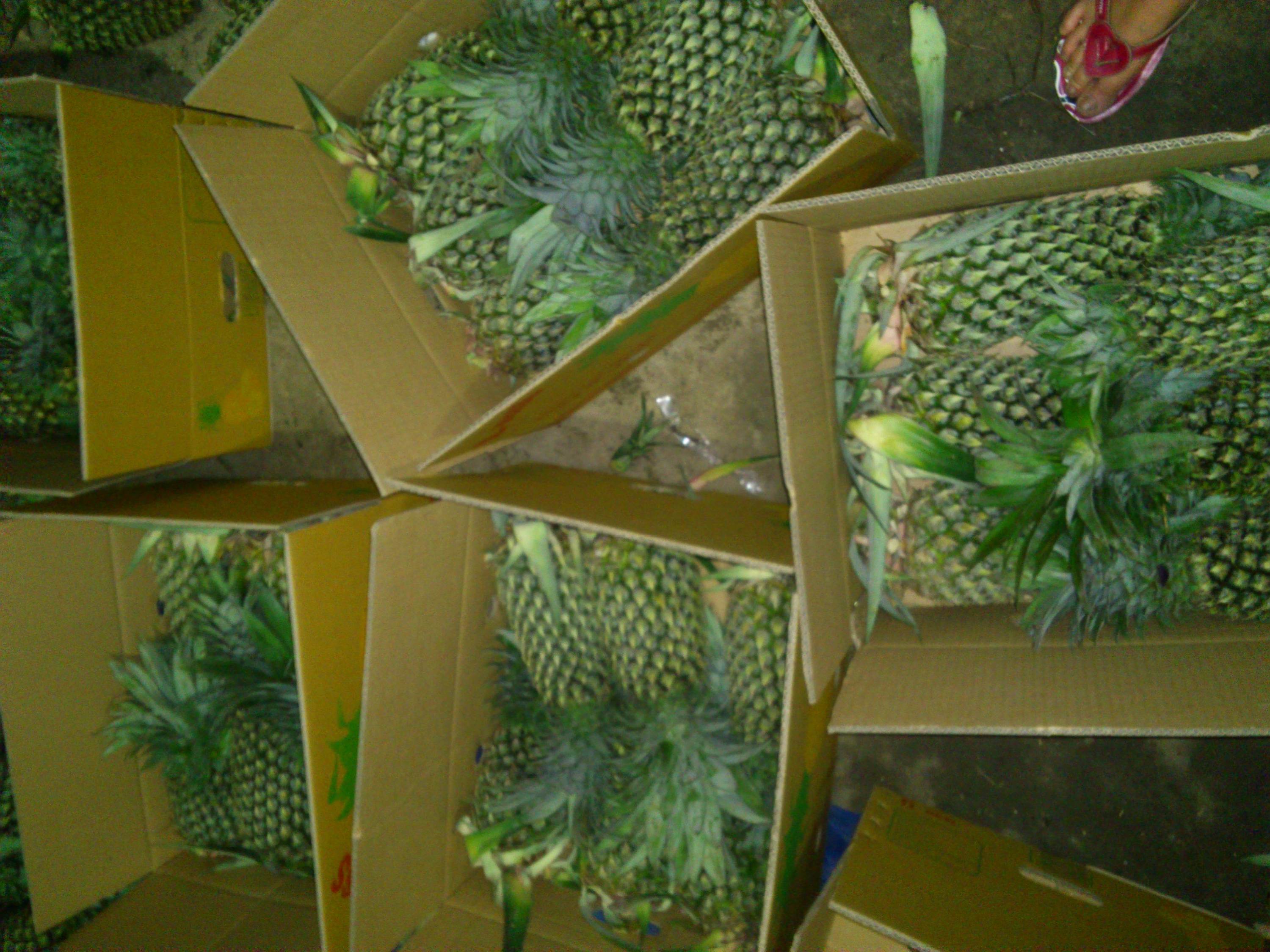 FRESH MD2 PINEAPPLE – VIETNAM | NATURALLY SWEET TROPICAL FRUIT FOR GLOBAL MARKETS 2