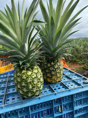 FRESH MD2 PINEAPPLE – VIETNAM | NATURALLY SWEET TROPICAL FRUIT FOR GLOBAL MARKETS 4