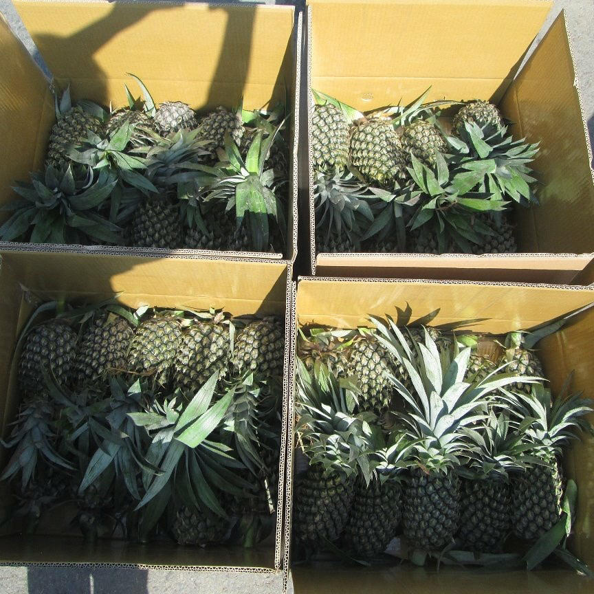 PREMIUM FROZEN PINEAPPLE – VIETNAM | HIGH-QUALITY SWEET TROPICAL FRUIT FOR WHOLESALE & EXPORT