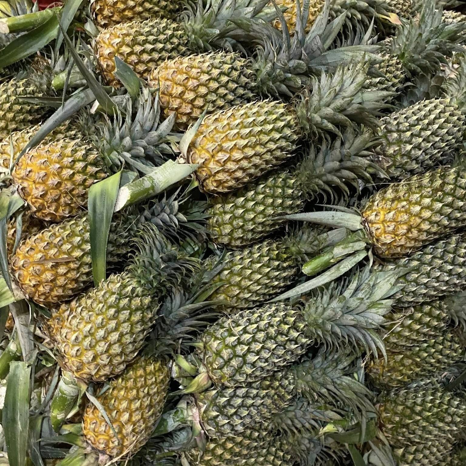 FRESH JADID, SAADAH & CERSTVY PINEAPPLE – VIETNAM | FRESH FRUIT FOR EXPORT & WHOLESALE