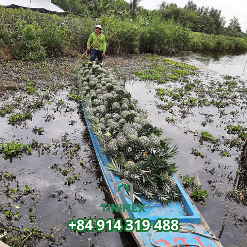FRESH JADID, SAADAH & CERSTVY PINEAPPLE – VIETNAM | FRESH FRUIT FOR EXPORT & WHOLESALE 2