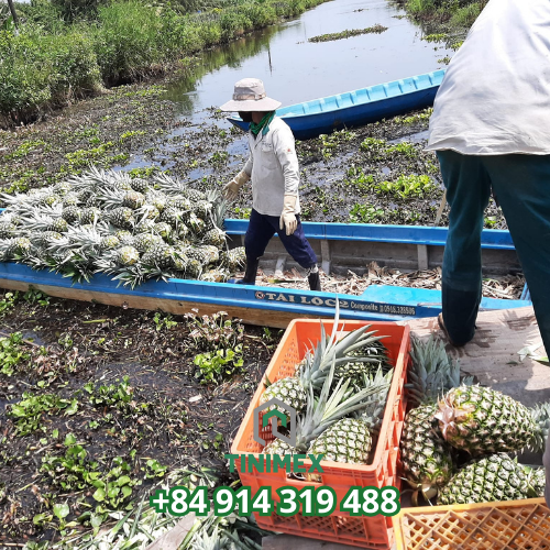 FRESH JADID, SAADAH & CERSTVY PINEAPPLE – VIETNAM | FRESH FRUIT FOR EXPORT & WHOLESALE 3