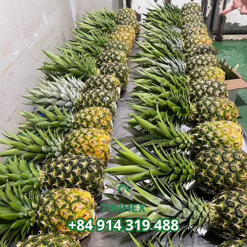 FRESH JADID, SAADAH & CERSTVY PINEAPPLE – VIETNAM | FRESH FRUIT FOR EXPORT & WHOLESALE 4