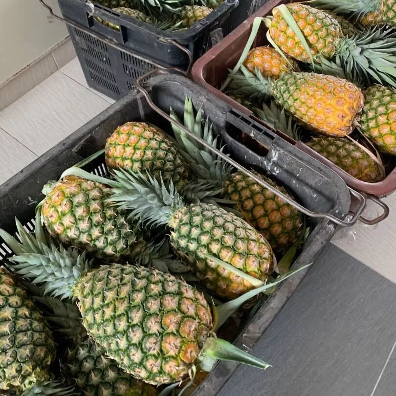 FRESH PINEAPPLE – VIETNAM | COMPETITIVE WHOLESALE SUPPLY FOR THE U.S. MARKET