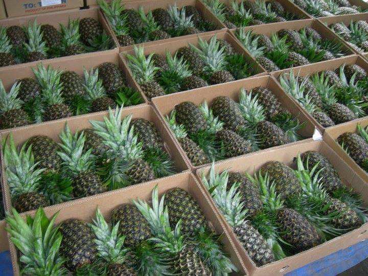 FRESH PINEAPPLE – VIETNAM | COMPETITIVE WHOLESALE SUPPLY FOR THE U.S. MARKET 2