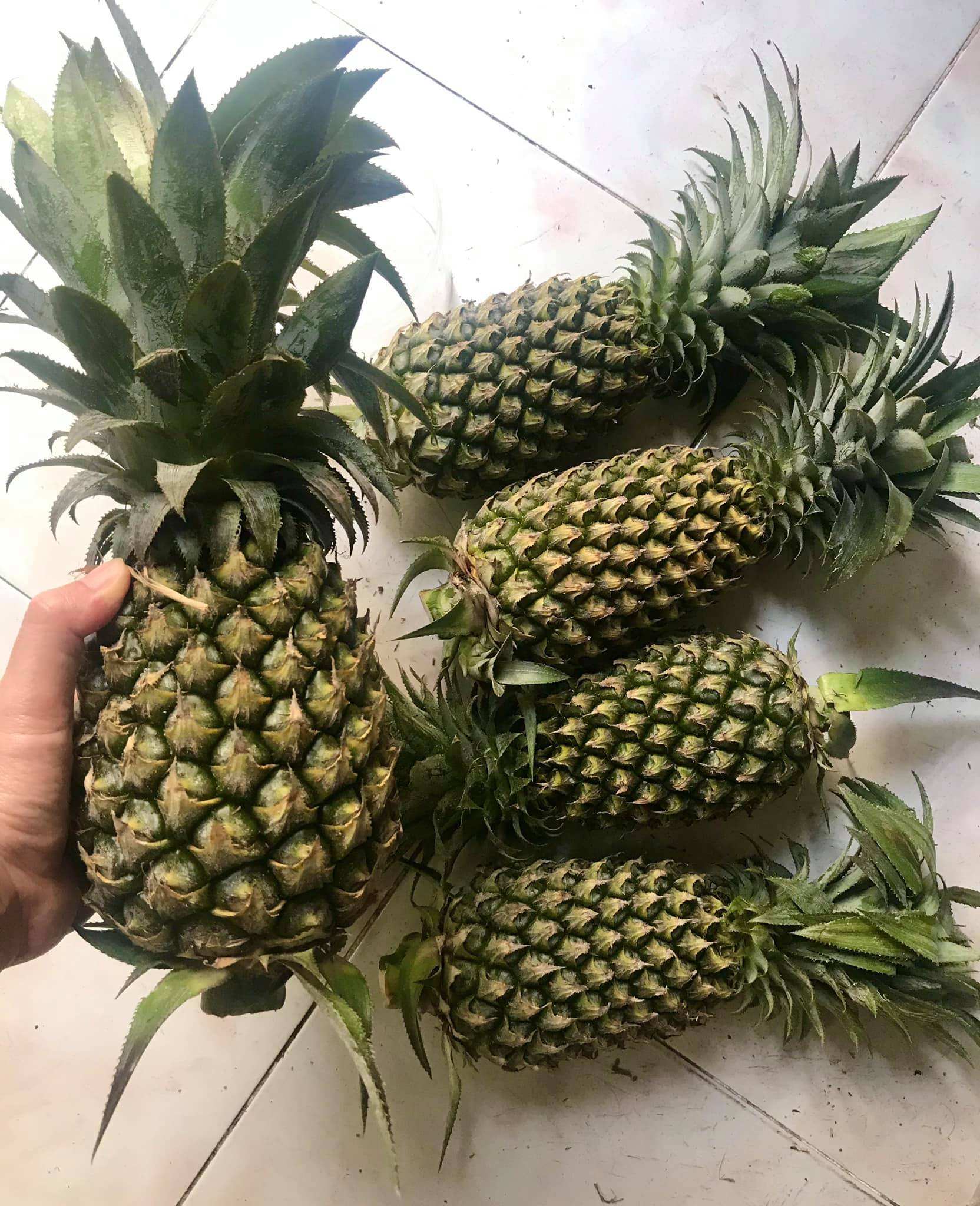 FRESH PINEAPPLE – VIETNAM | COMPETITIVE WHOLESALE SUPPLY FOR THE U.S. MARKET 4