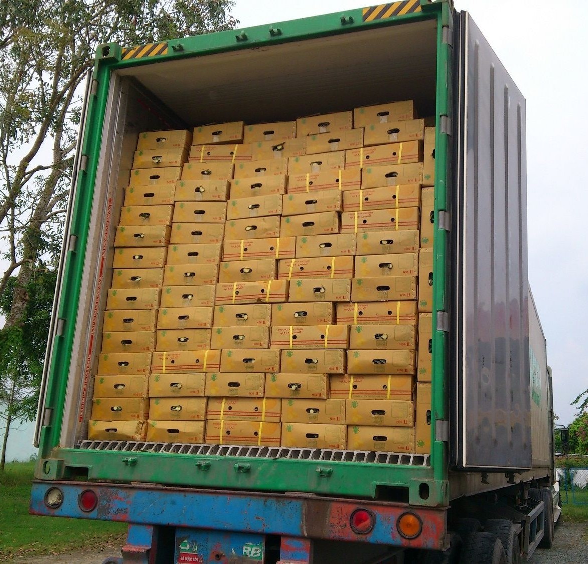 FRESH ORGANIC PINEAPPLE – VIETNAM | SWEET TROPICAL FRUIT FOR EU, USA, JAPAN, UAE & KOREA