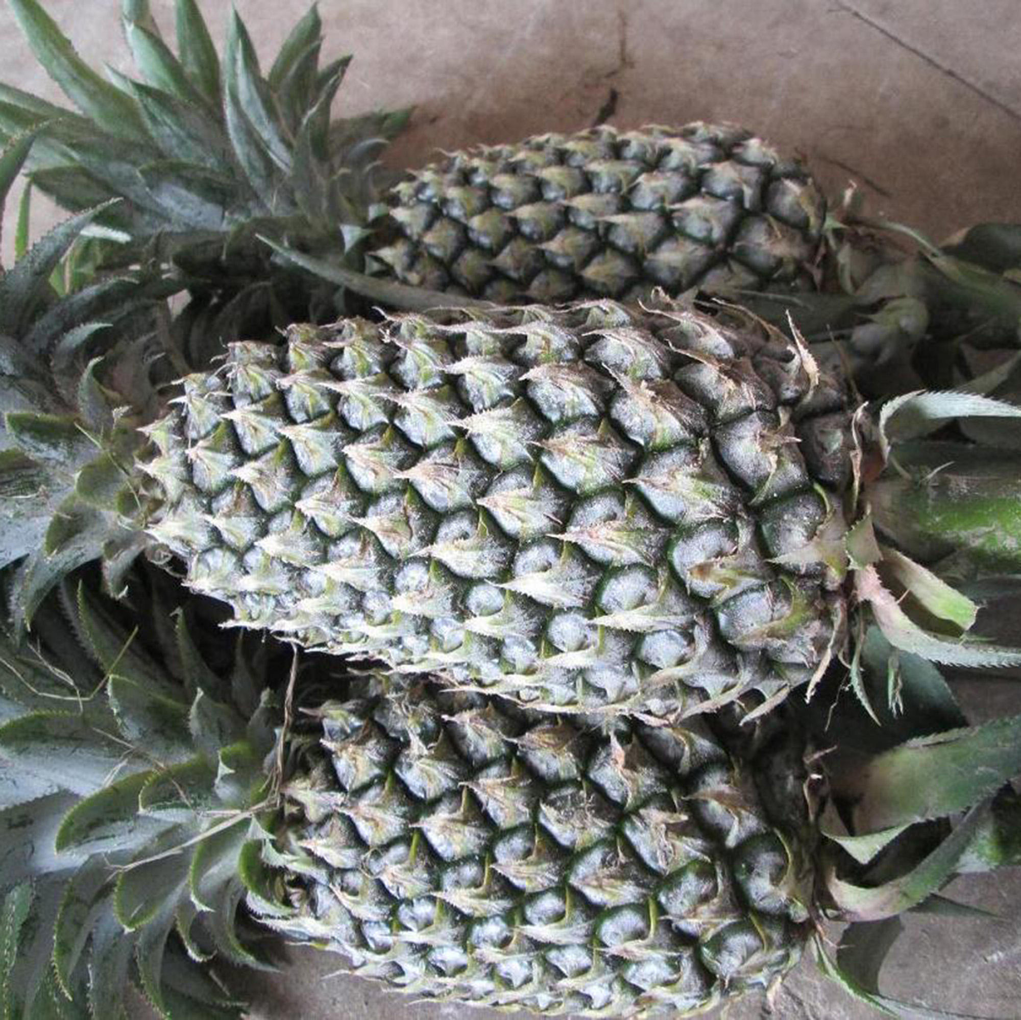 PREMIUM FRESH FARM PINEAPPLE – VIETNAM | TOP-GRADE ANANAS COMOSUS FOR WHOLESALE & EXPORT