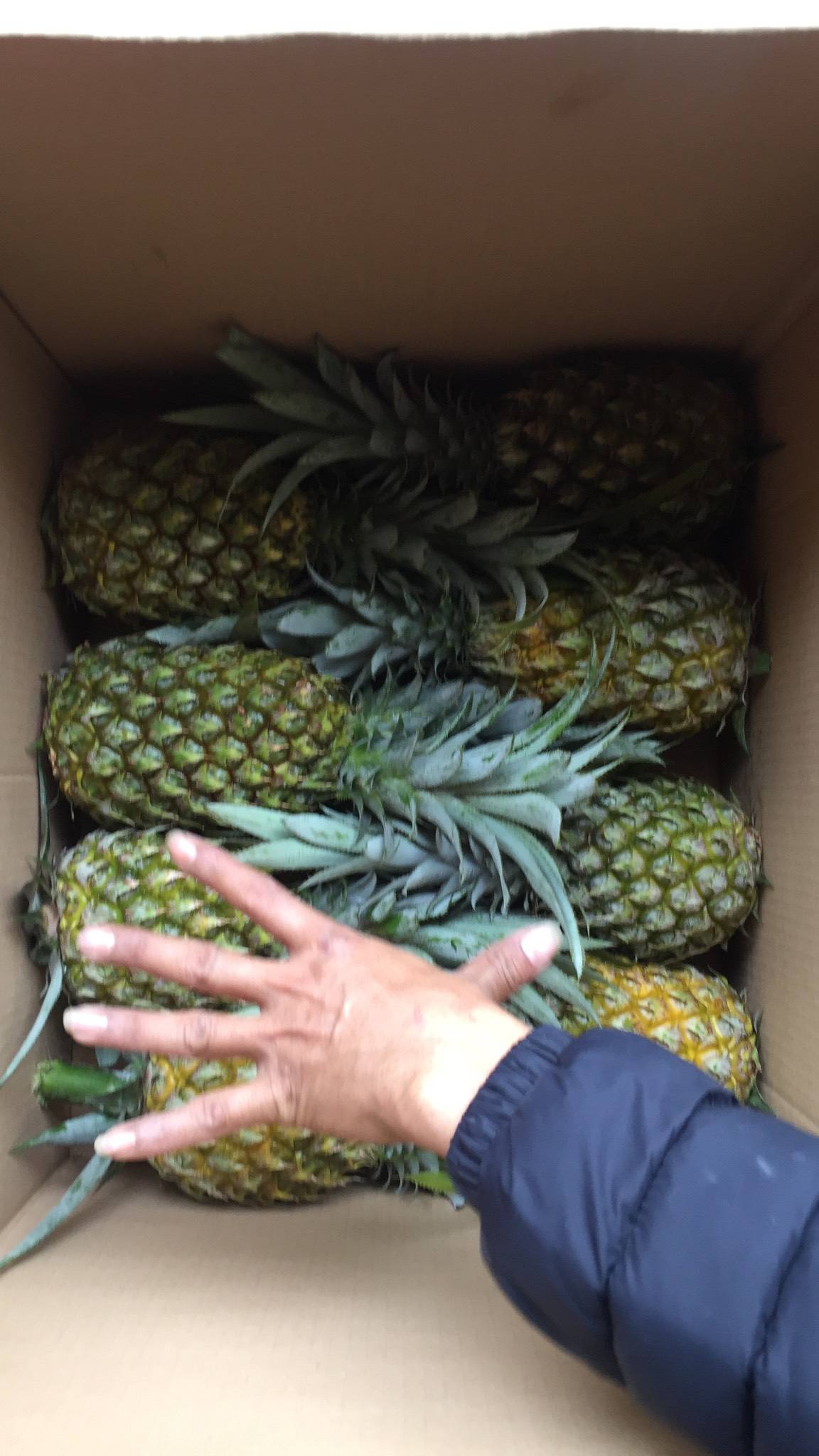 PREMIUM FRESH FARM PINEAPPLE – VIETNAM | TOP-GRADE ANANAS COMOSUS FOR WHOLESALE & EXPORT 2
