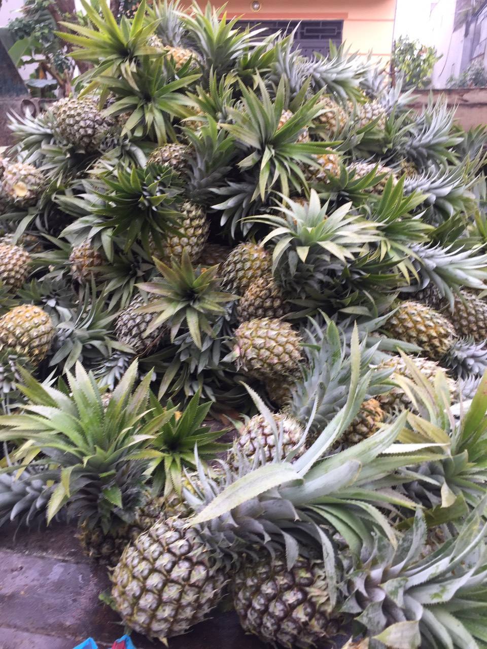 PREMIUM FRESH FARM PINEAPPLE – VIETNAM | TOP-GRADE ANANAS COMOSUS FOR WHOLESALE & EXPORT 3