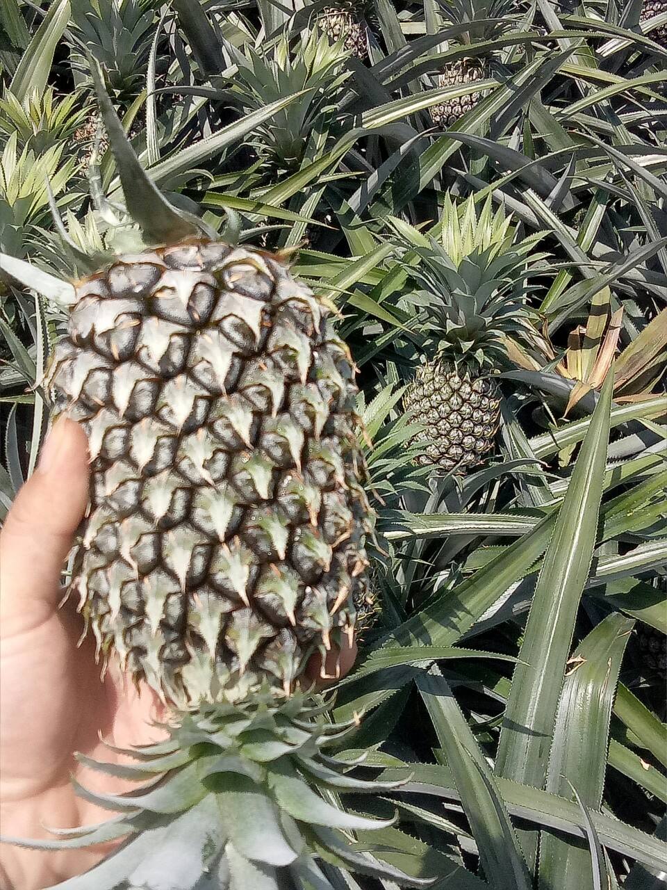PREMIUM FRESH FARM PINEAPPLE – VIETNAM | TOP-GRADE ANANAS COMOSUS FOR WHOLESALE & EXPORT 4