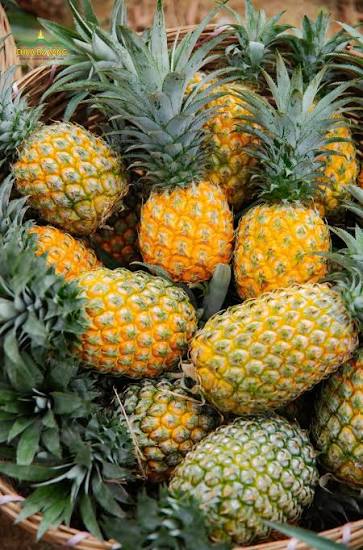 EXPORT-GRADE CANNED PINEAPPLE JUICE – VIETNAM | WHOLESALE & B2B SUPPLY 2