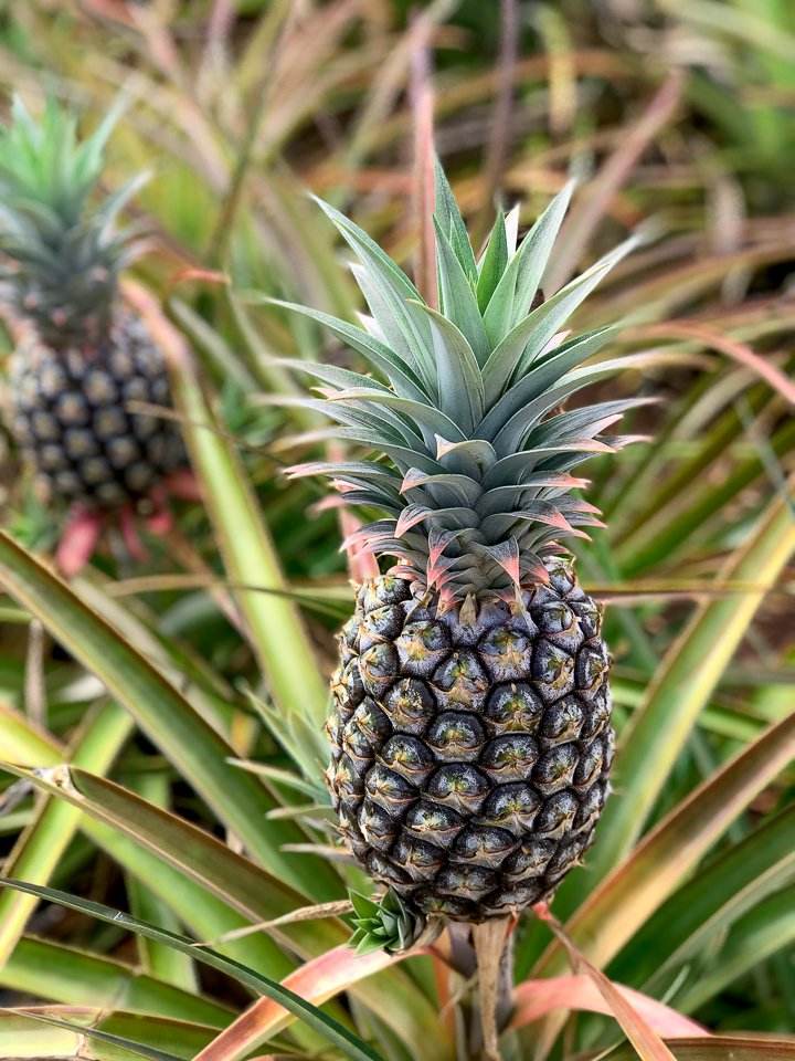 FRESH VIETNAMESE SWEET PINEAPPLE 2KG – 25–30CM | WHOLESALE & EXPORT 2