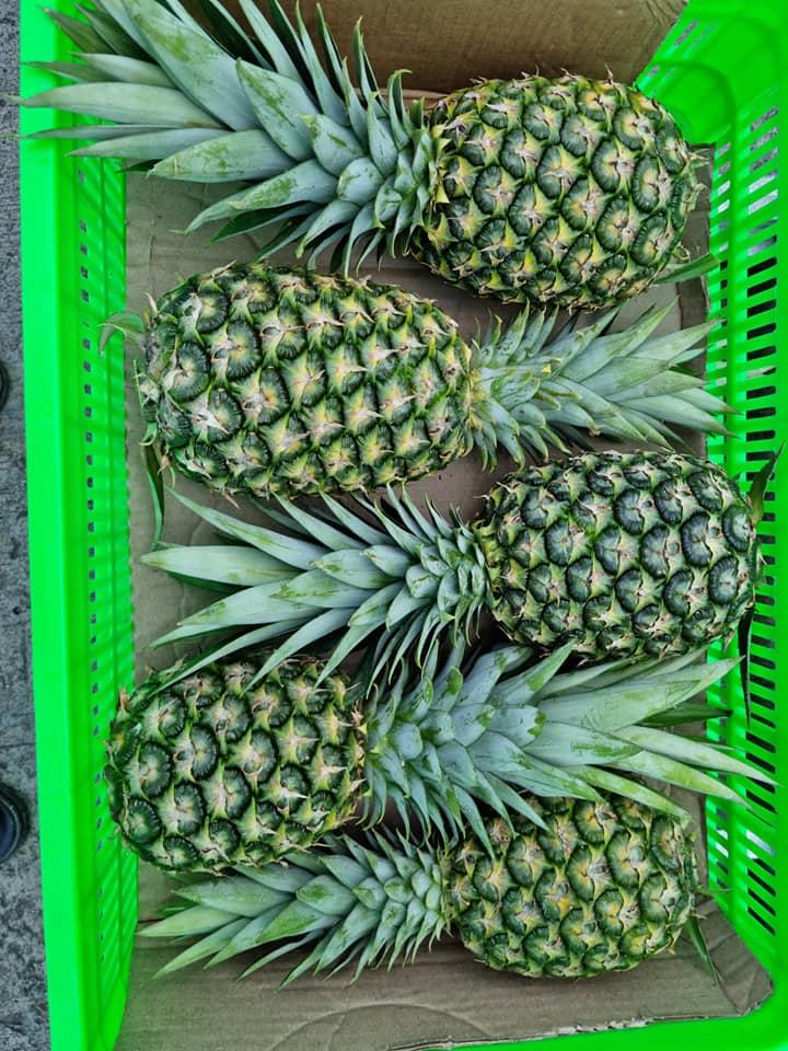 FRESH VIETNAMESE SWEET PINEAPPLE 2KG – 25–30CM | WHOLESALE & EXPORT 3