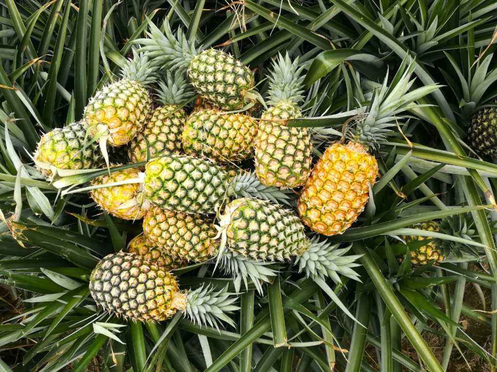 FRESH VIETNAMESE SWEET PINEAPPLE 2KG – 25–30CM | WHOLESALE & EXPORT 4