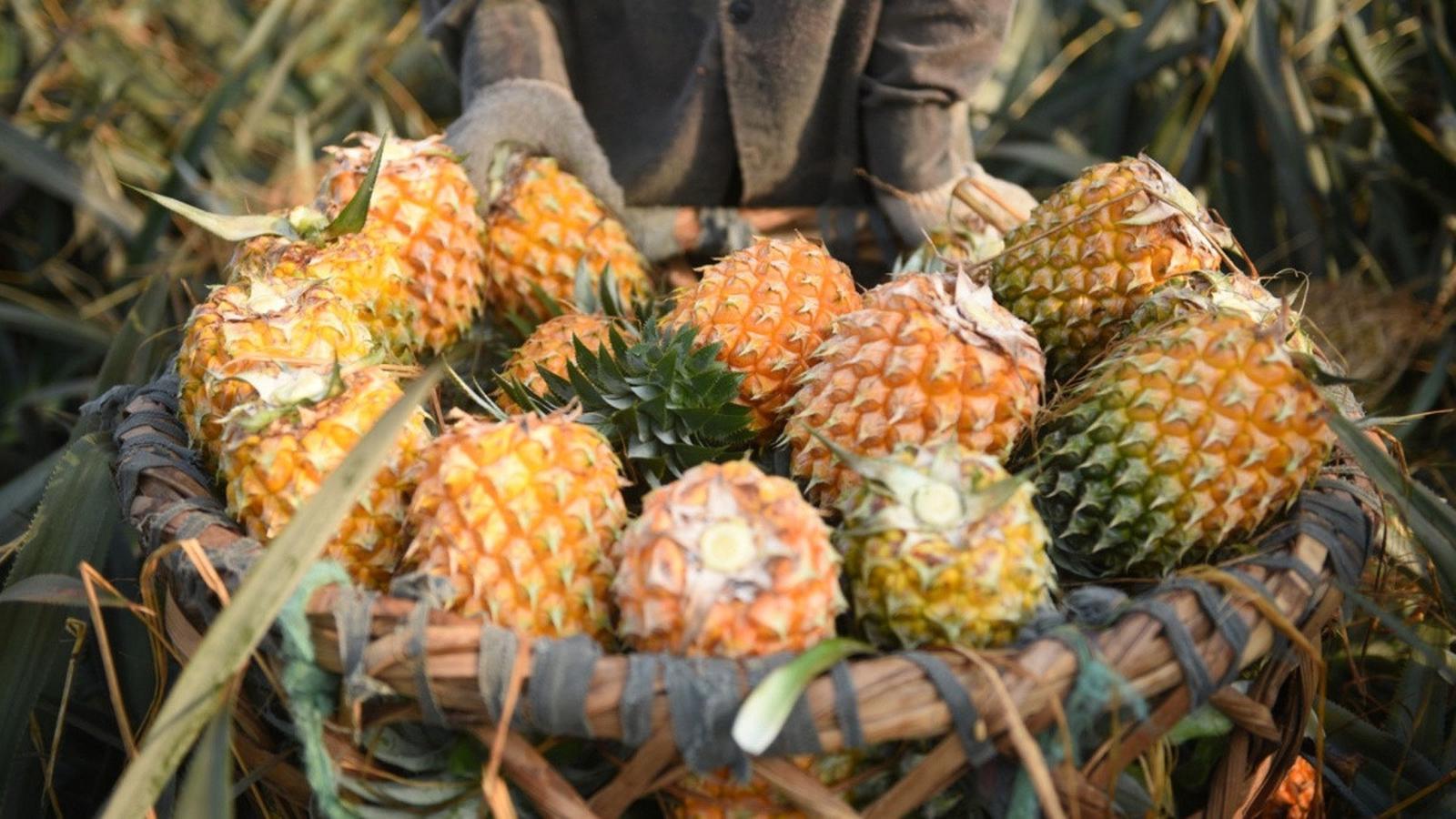 CANNED PINEAPPLE JUICE WITH PINEAPPLE PULP – VIETNAM | EXPORT-GRADE B2B SUPPLY 2