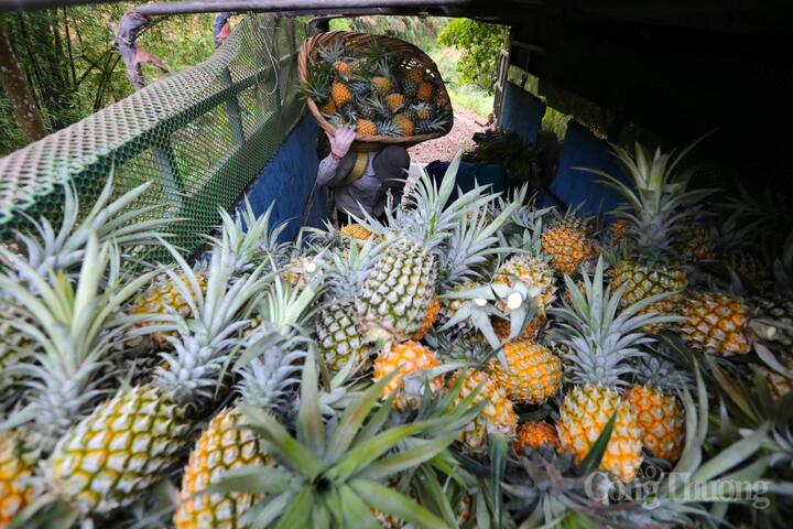 CANNED PINEAPPLE JUICE WITH PINEAPPLE PULP – VIETNAM | EXPORT-GRADE B2B SUPPLY 3