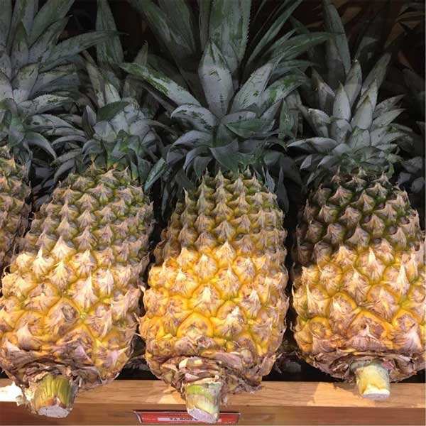 FRESH TROPICAL PINEAPPLE – VIETNAM | LARGE, UNIFORM FRUIT FOR WHOLESALE & EXPORT 2