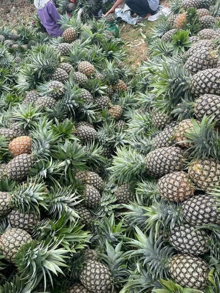 FRESH TROPICAL PINEAPPLE – VIETNAM | LARGE, UNIFORM FRUIT FOR WHOLESALE & EXPORT 3