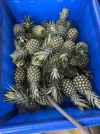 330ML CANNED ORGANIC PINEAPPLE JUICE – VIETNAM | EXPORT-READY TROPICAL FRUIT BEVERAGE 4