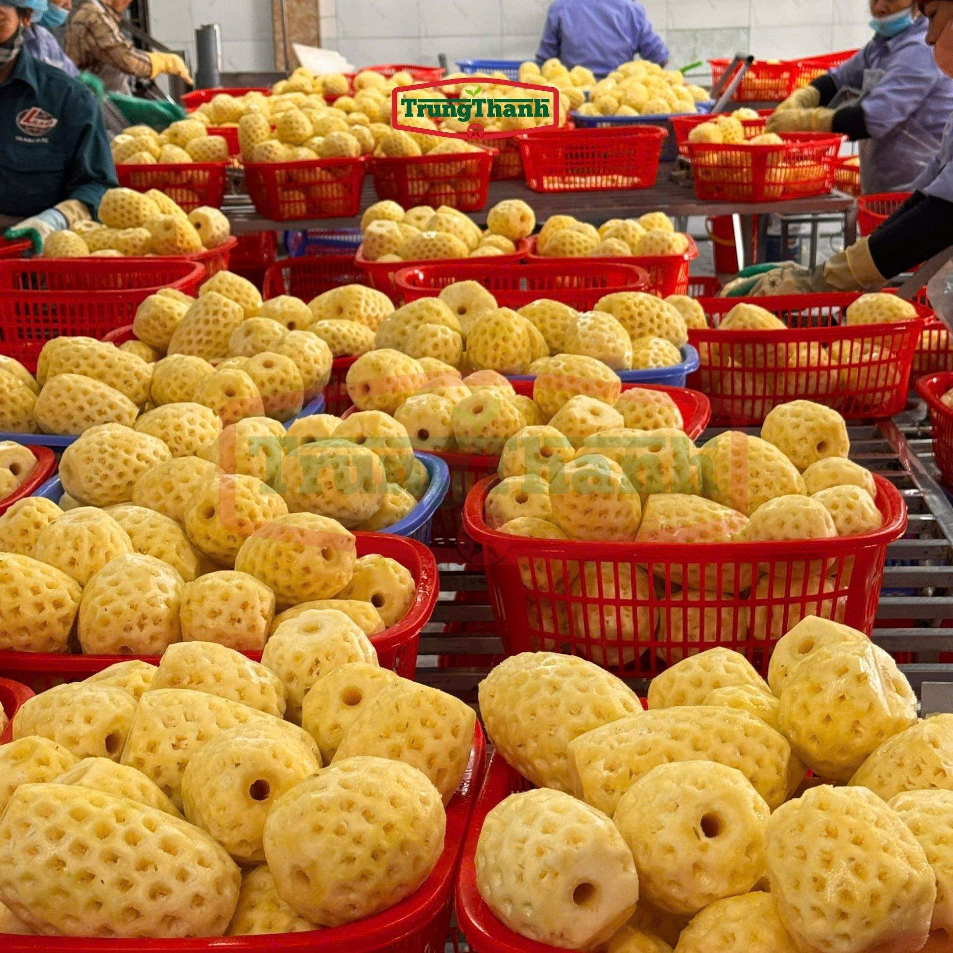 CANNED PINEAPPLE SLICES IN JUICE – VIETNAM | 580ML, 850ML & 3050ML OEM BULK SUPPLY 2