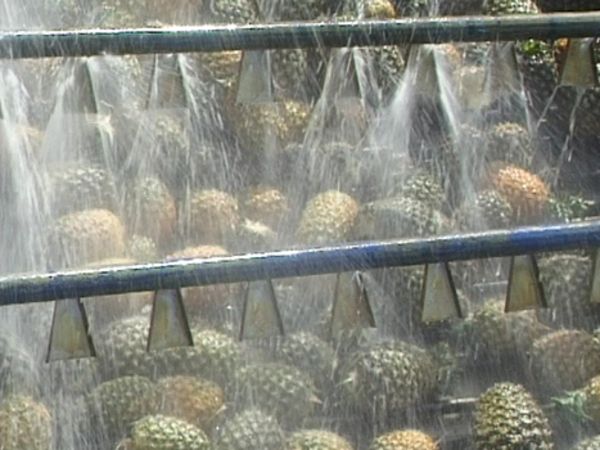 1L PINEAPPLE JUICE – VIETNAM | OEM & ODM, PRIVATE LABEL, BULK SUPPLY 3
