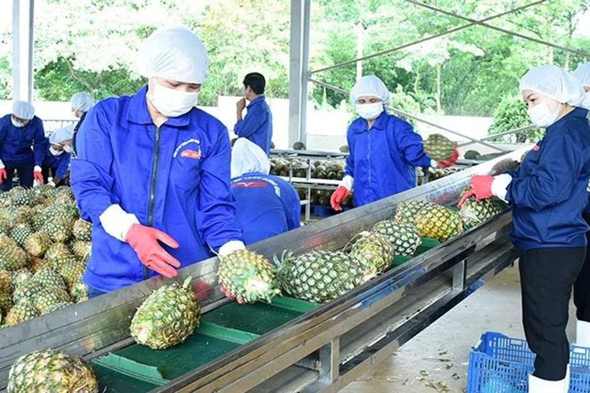 250ML CANNED PINEAPPLE FRUIT JUICE – VIETNAM | OEM SOFT DRINK WITH SMOOTH FRUIT FLAVOR 2