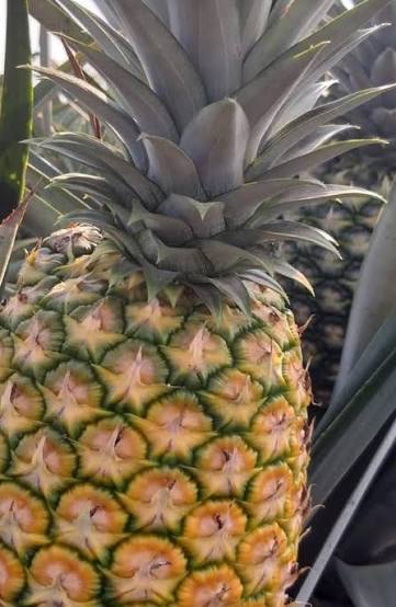 250ML CANNED PINEAPPLE FRUIT JUICE – VIETNAM | OEM SOFT DRINK WITH SMOOTH FRUIT FLAVOR 4