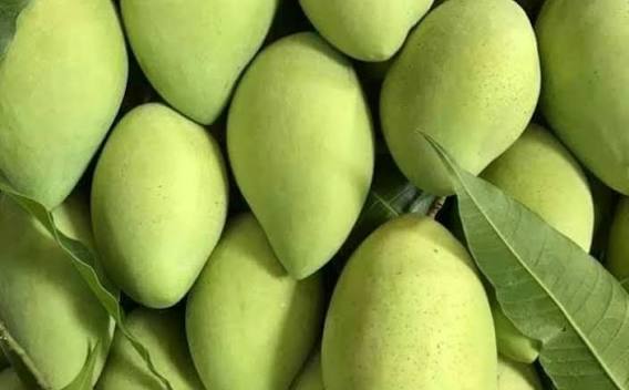 CAT HOA LOC MANGO – VIETNAM | PREMIUM FRESH MANGO FOR WHOLESALE & EXPORT 3