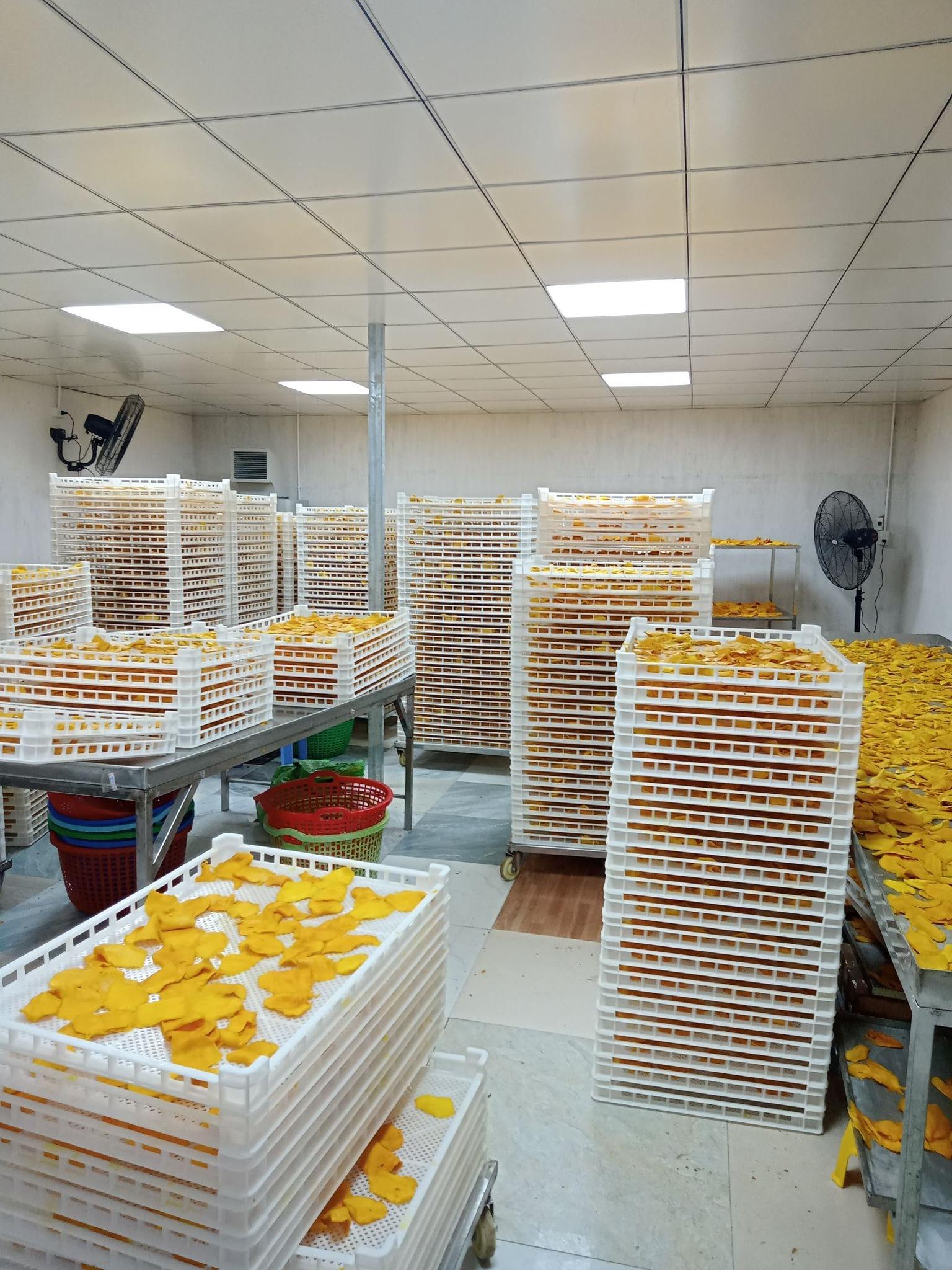 PREMIUM TROPICAL DRIED MANGO – VIETNAM | FOR SUPERMARKETS & WHOLESALE DISTRIBUTION 3