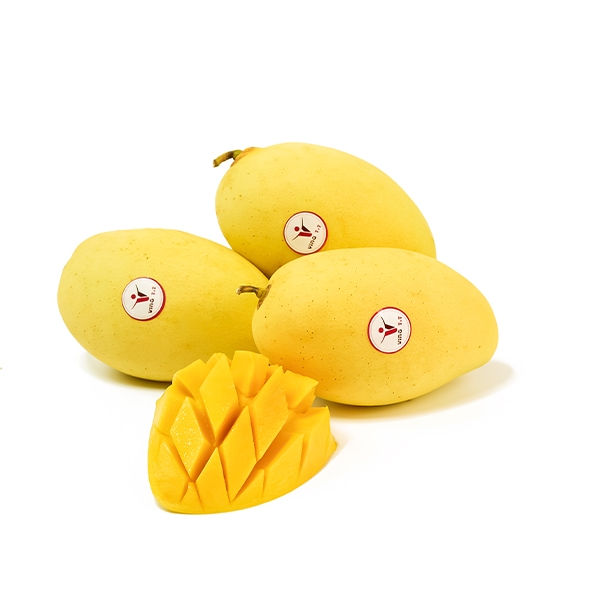 CAT CHU MANGO – VIETNAM | SWEET AROMATIC FRESH MANGO FOR WHOLESALE & EXPORT 3