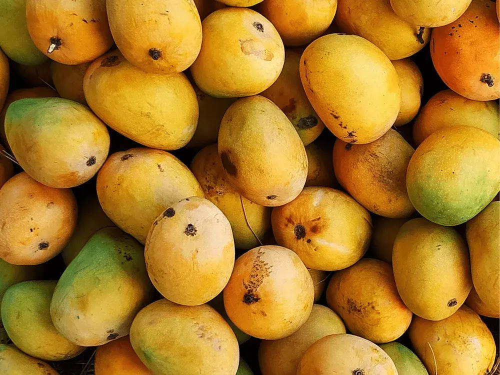 100% NATURAL PURE MANGO POWDER 1KG – VIETNAM | SUN-RIPENED DRIED MANGO INGREDIENT 2