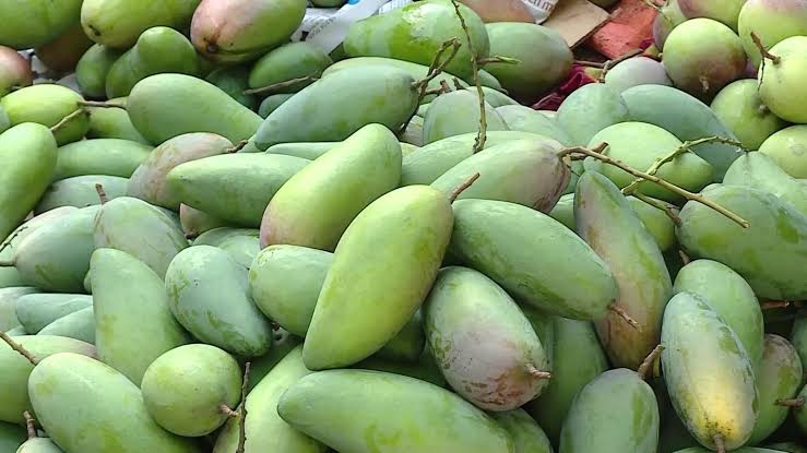 TUONG MANGO – VIETNAM | LARGE FRESH TROPICAL MANGO FOR WHOLESALE & EXPORT 2