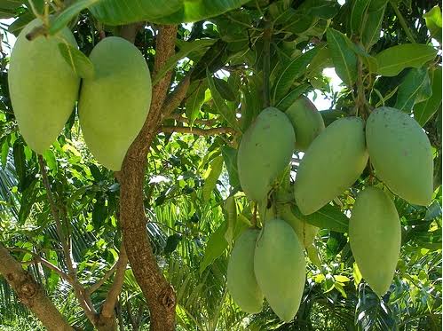 TUONG MANGO – VIETNAM | LARGE FRESH TROPICAL MANGO FOR WHOLESALE & EXPORT 4
