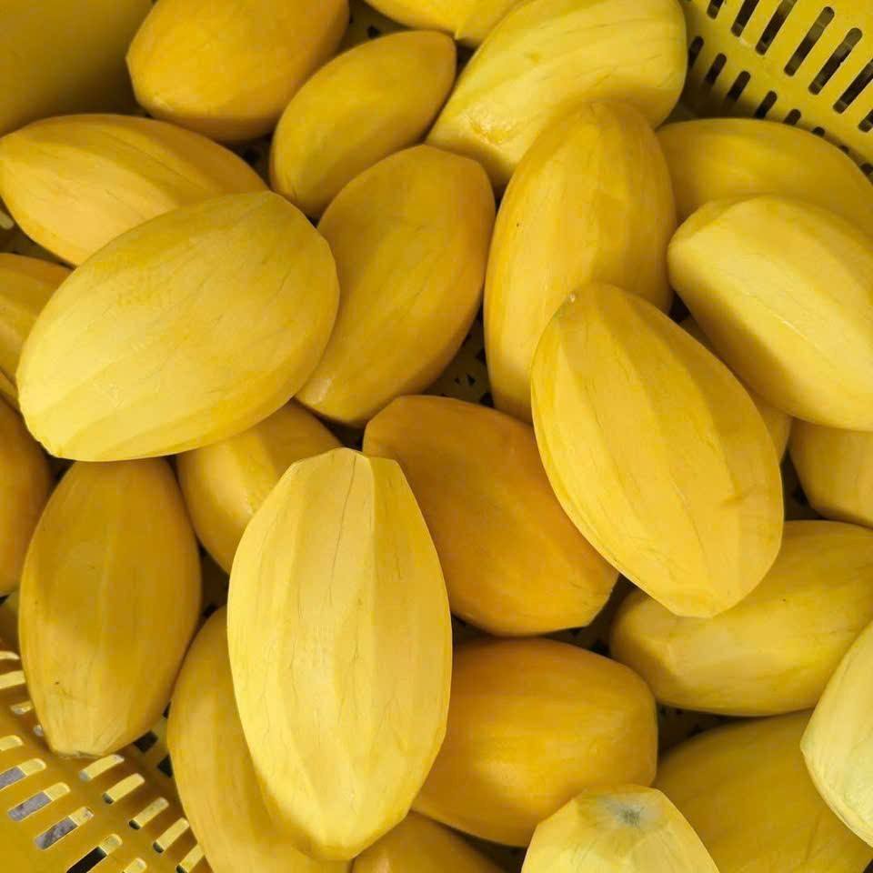 VIETNAMESE SOFT-DRIED MANGO – NON-GMO | SUPPLIER FOR IMPORTERS & WHOLESALE 2