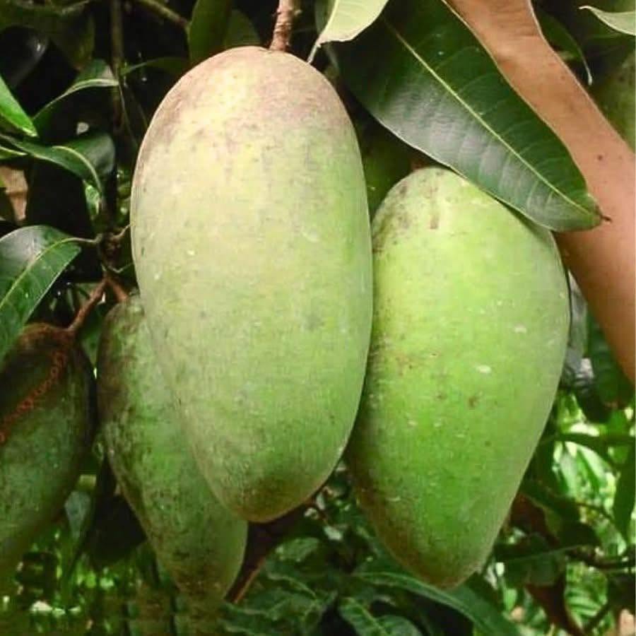 BINH DINH TUONG MANGO – VIETNAM | LARGE FRESH MANGO FOR WHOLESALE & EXPORT 3