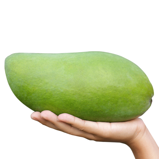 BINH DINH TUONG MANGO – VIETNAM | LARGE FRESH MANGO FOR WHOLESALE & EXPORT 4