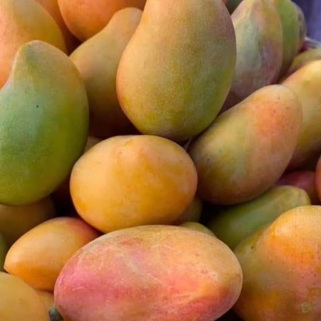 FRESH VIETNAMESE FARM MANGO – DIRECT SUPPLIER | SWEET TROPICAL FRUIT FOR BULK WHOLESALE & EXPORT